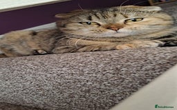 Scottish Fold cats for sale: Beautiful Scottish fold cat FREE - Image 12