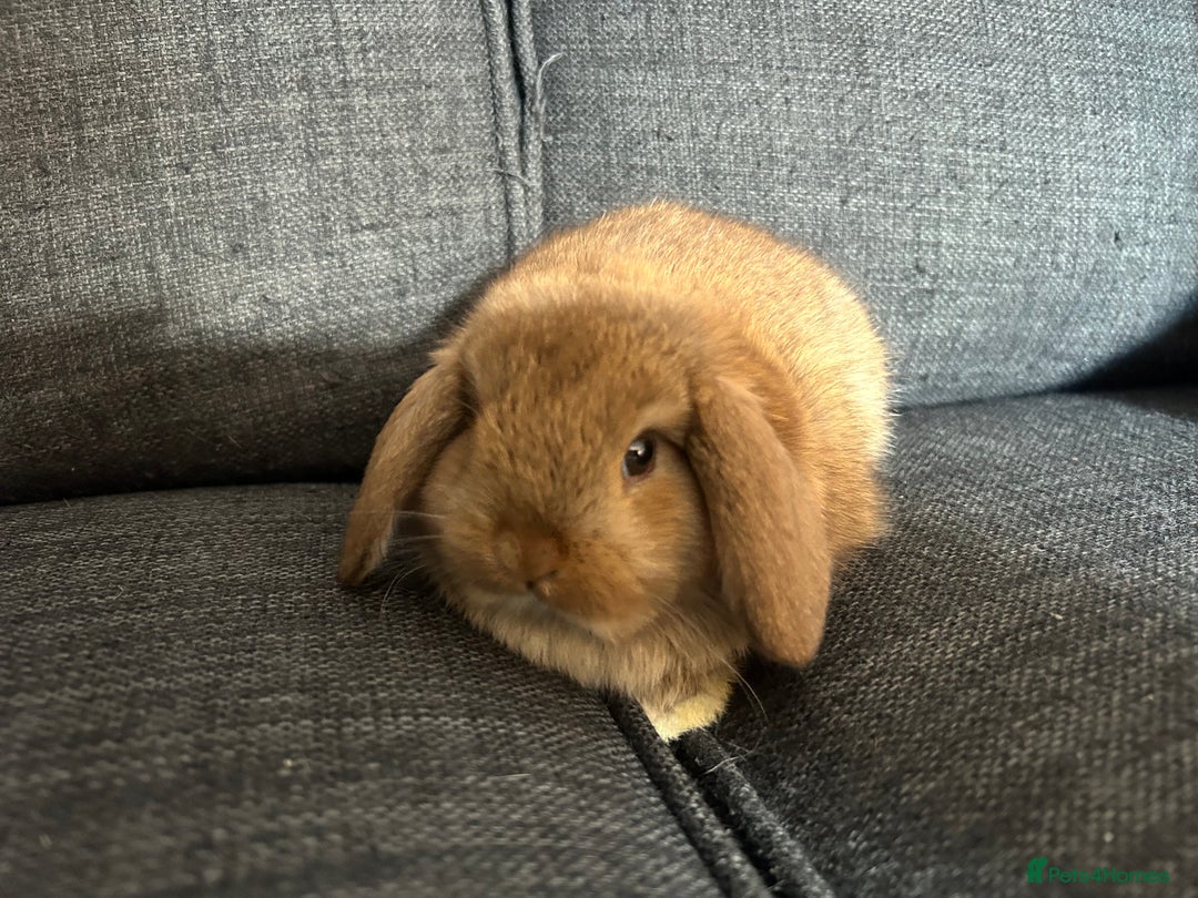 Mini Lop rabbits for sale: Beautiful baby  mini lops bunny’s  in Taunton - Image 3
