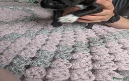 Mixed Breed dogs for sale: Beautiful splaffie pups - Image 2