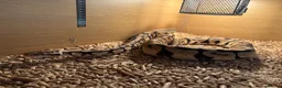 Boa Snake reptiles for sale: Male ball python  - Advert 4
