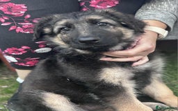 German Shepherd dogs for sale: German shepherd puppies Ready Now - Image 5