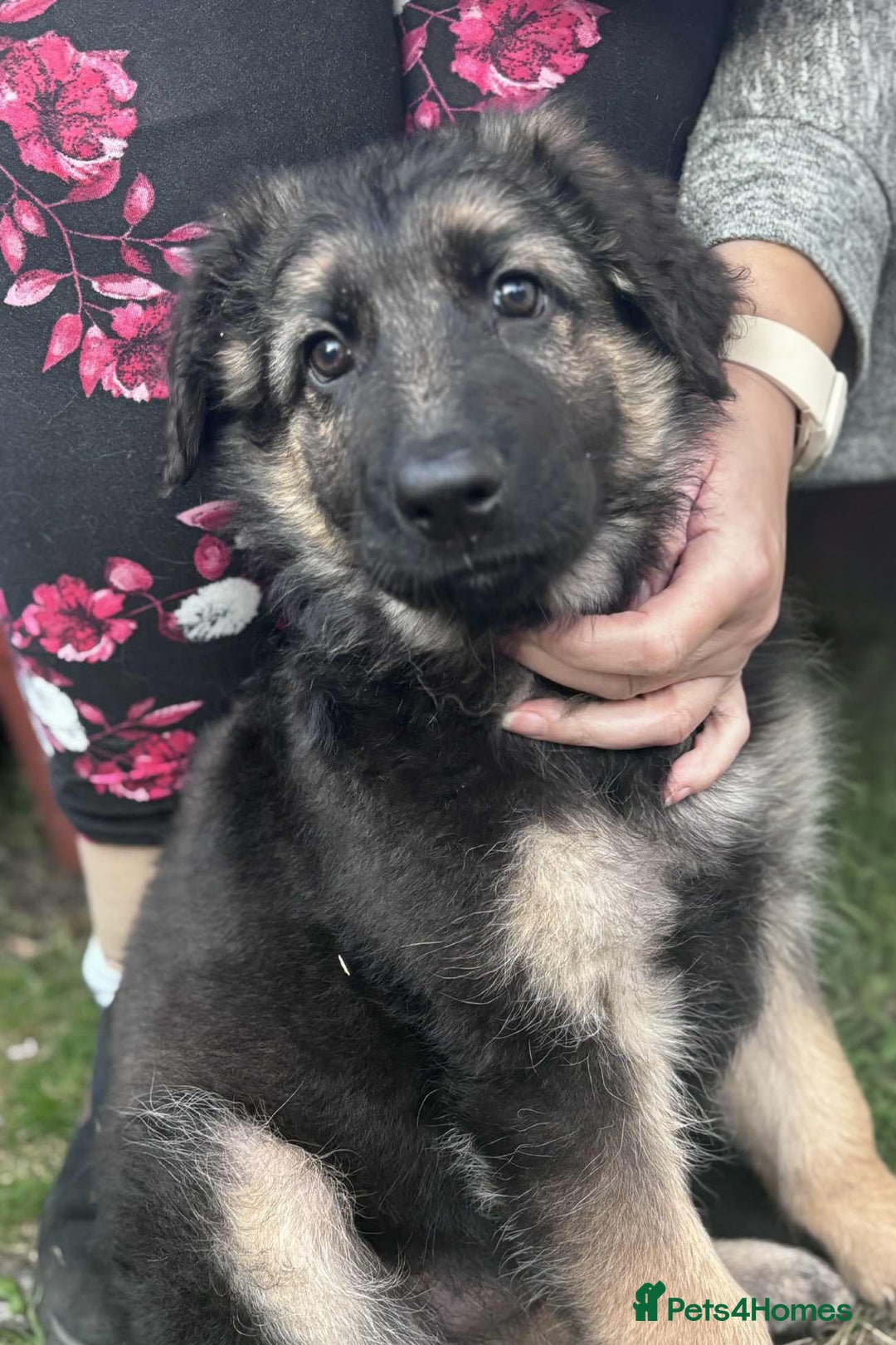 German Shepherd dogs for sale: German shepherd puppies Ready Now - Image 5