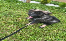 German Shepherd dogs for sale: German shepherd  - Image 2