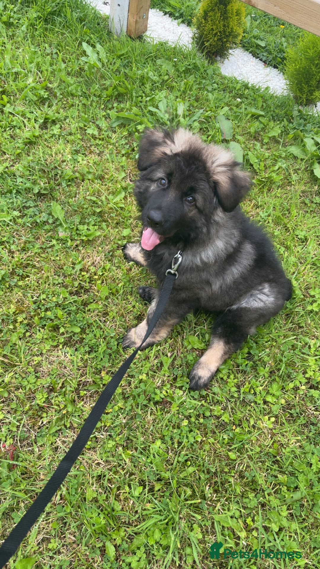 German Shepherd dogs for sale: German shepherd  - Image 2