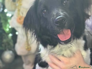 Mixed Breed dogs Springer x sharpei - Advert 12