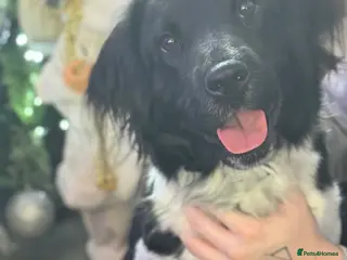 Mixed Breed dogs Springer x sharpei - Advert 8