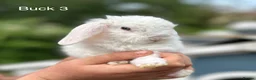 Mini Lop rabbits for sale: Gorgeous and friendly Mini Plush Lop Babies - Advert 8