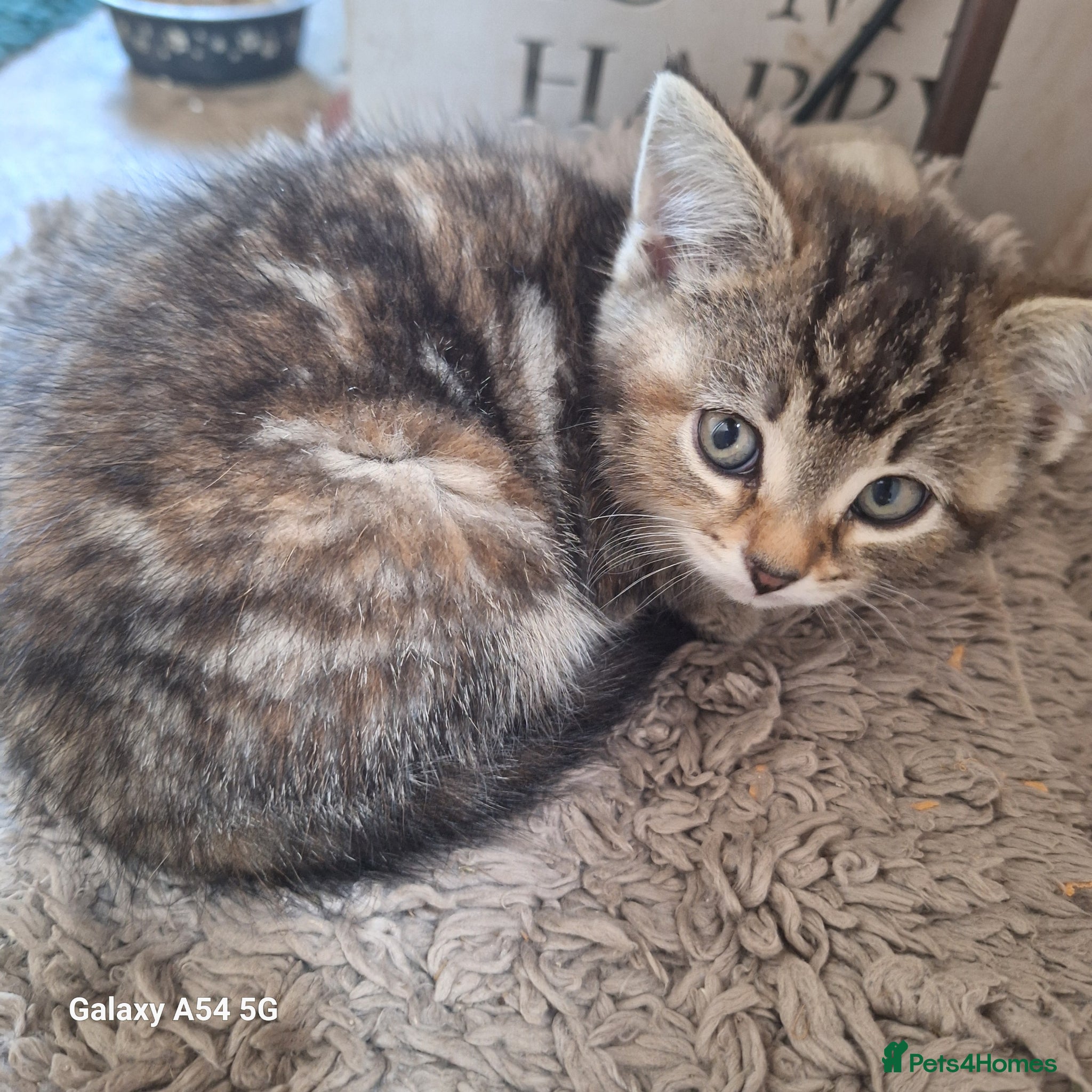 Mixed Breed cats for sale: Kittens  in Sidmouth - Advert 5
