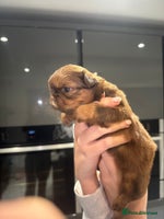 Shih Tzu dogs Imperial Shih tzu - Advert 11