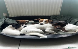 Jack Russell dogs for sale: Miniature Jack Russell’s  - Image 9
