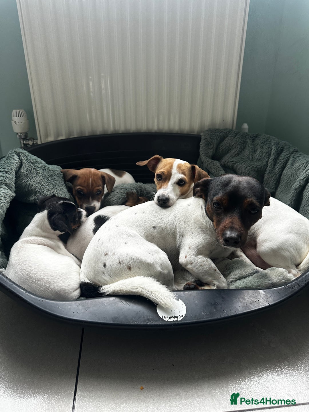 Jack Russell dogs for sale: Miniature Jack Russell’s  - Image 9