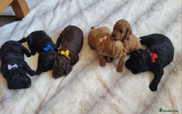 Cockapoo dogs for sale: Cockapoo F2 puppies 8 weeks old. - Image 12