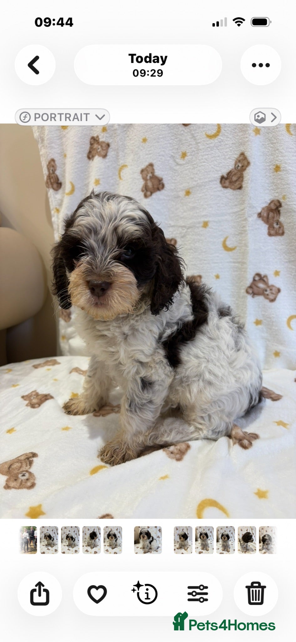 Cockapoo dogs Cockapoo puppies for sale  - Advert 2