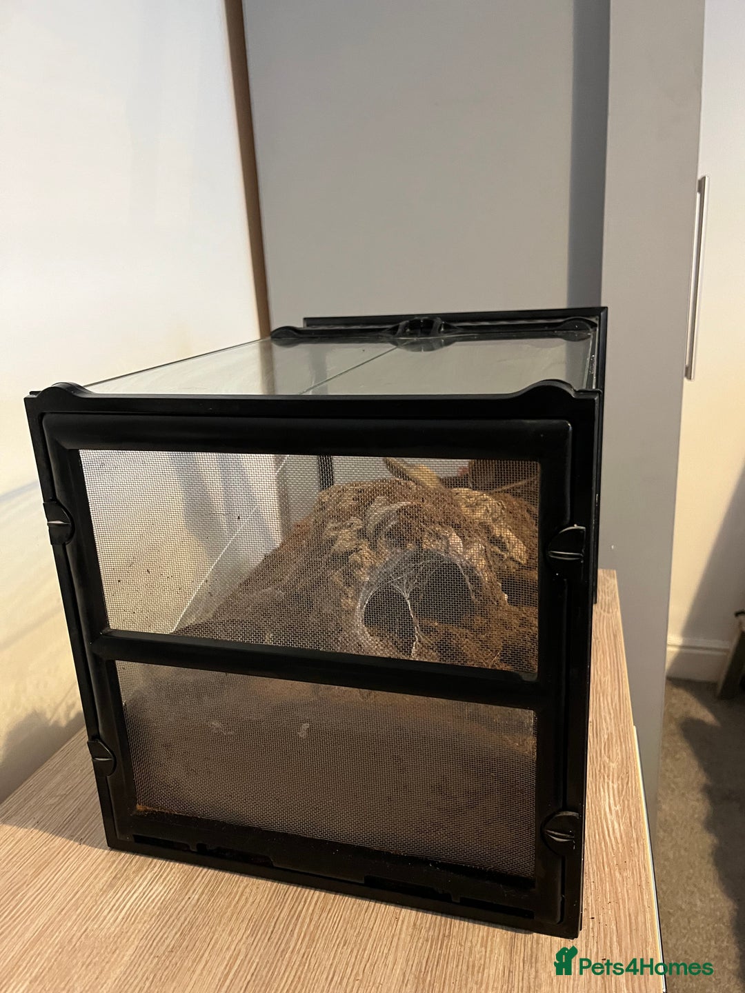 Tarantulas invertebrates for sale: Adult Female Tliltocatl albopilosus - Image 7