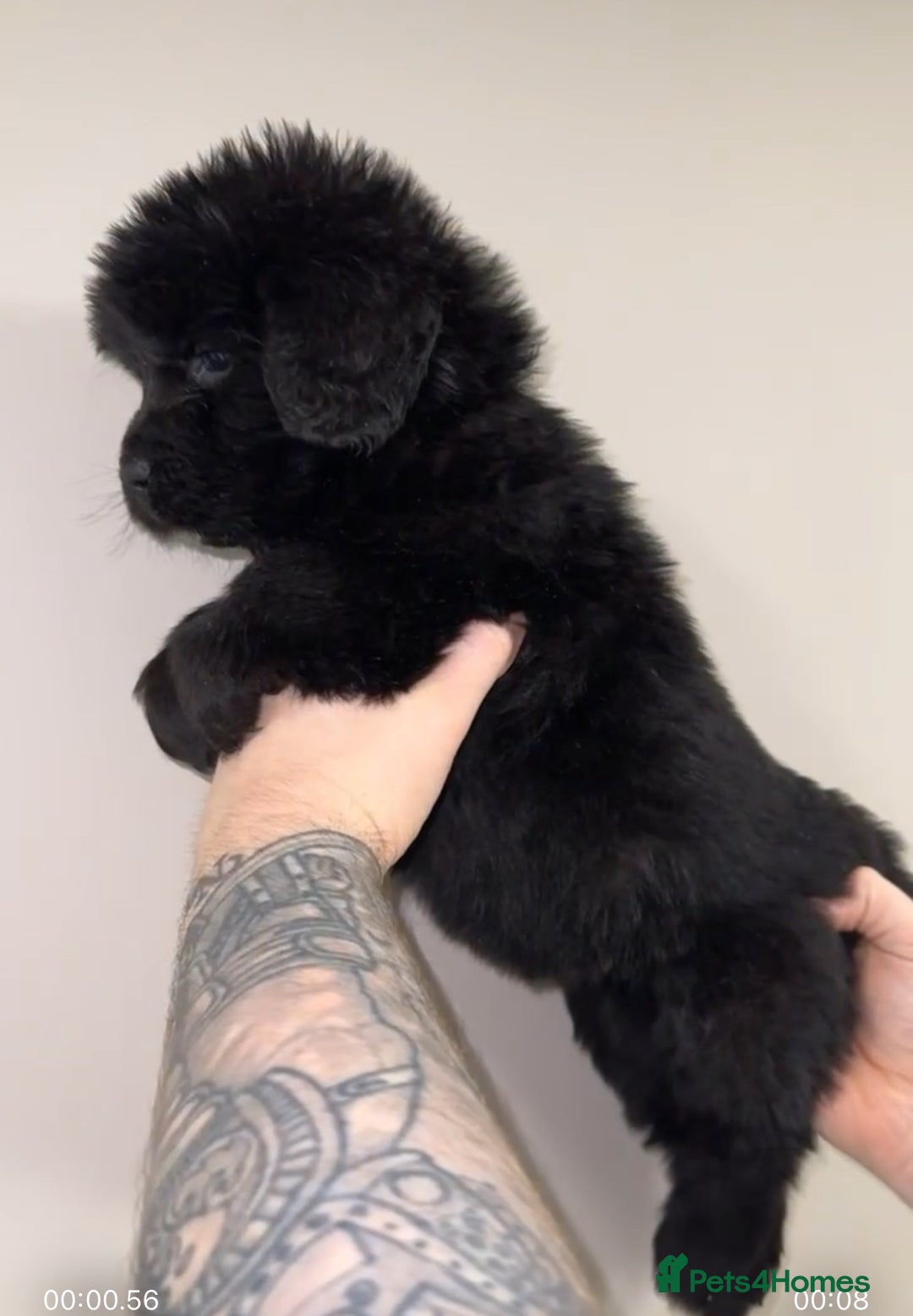 Newfoundland dogs for sale: Stunning Newfoundland Puppies Kc Reg 🐾  - Advert 1