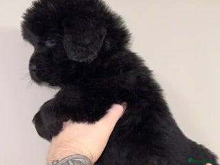 Newfoundland dogs Stunning Newfoundland Puppies Kc Reg 🐾 - Advert 1