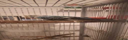 Budgerigars birds for sale: 4 Breeding pair of budgies and chicks in London - Advert 20