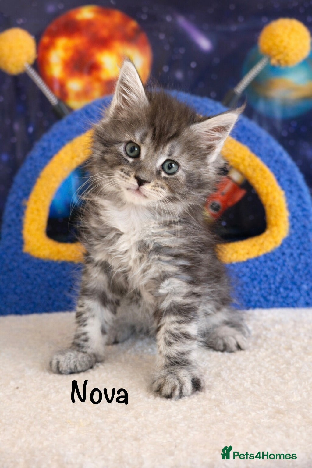 Maine Coon cats TICA Registered Maine Coon Kittens 3 GIRLS LEFT❤️  - Advert 7