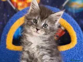 Maine Coon cats TICA Registered Maine Coon Kittens 3 GIRLS LEFT❤️ - Advert 7