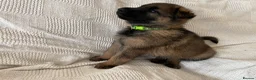 German Shepherd dogs for sale: GERMAN SHEPHERD PUPS WORKING LINE in Wigan - Advert 9