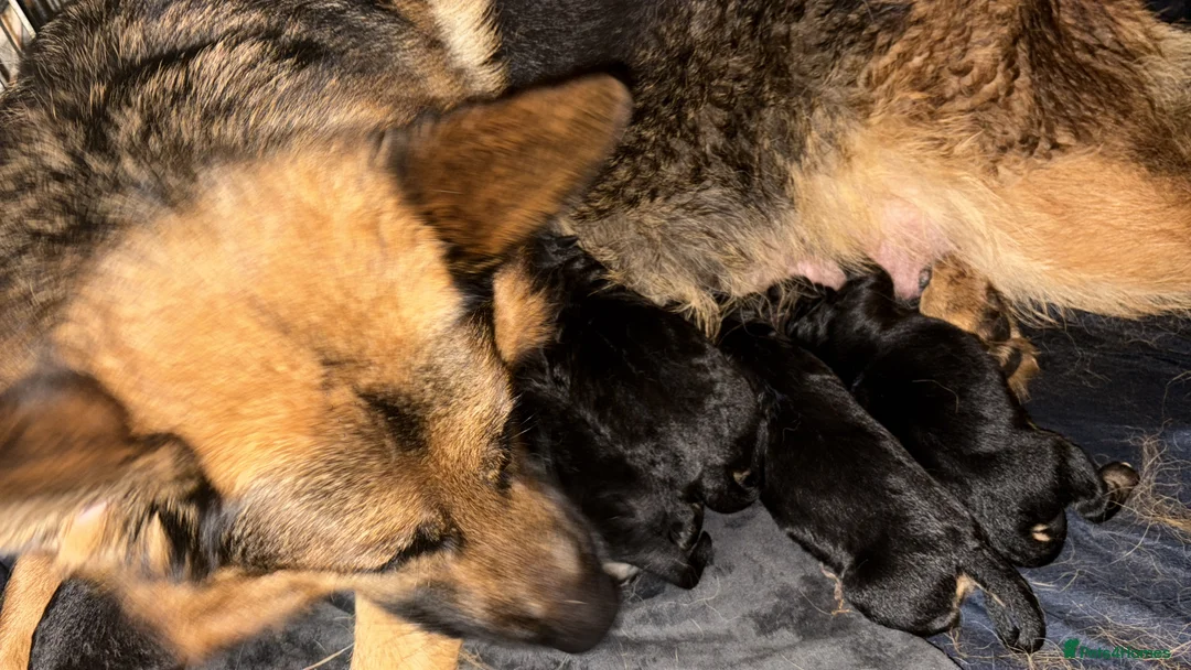 Golden Shepherd dogs for sale: 6 Beautiful Golden Shepherd Girls Available!  - Advert 8