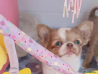 Chihuahua dogs Beautiful lilac chihuahuas - Advert 2