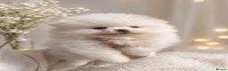Pomeranian dogs for sale: Pomeranian white girl  - Advert 5