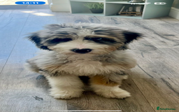 Bernedoodle dogs for sale: Curtabemdoodles Bernedoodles  - Image 32