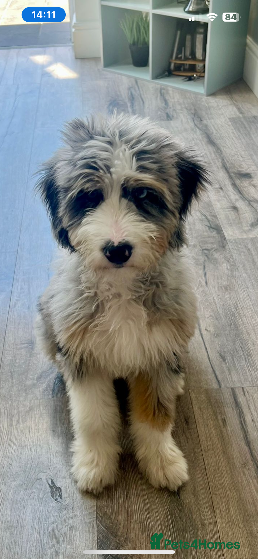 Bernedoodle dogs for sale: Curtabemdoodles Bernedoodles  - Image 32
