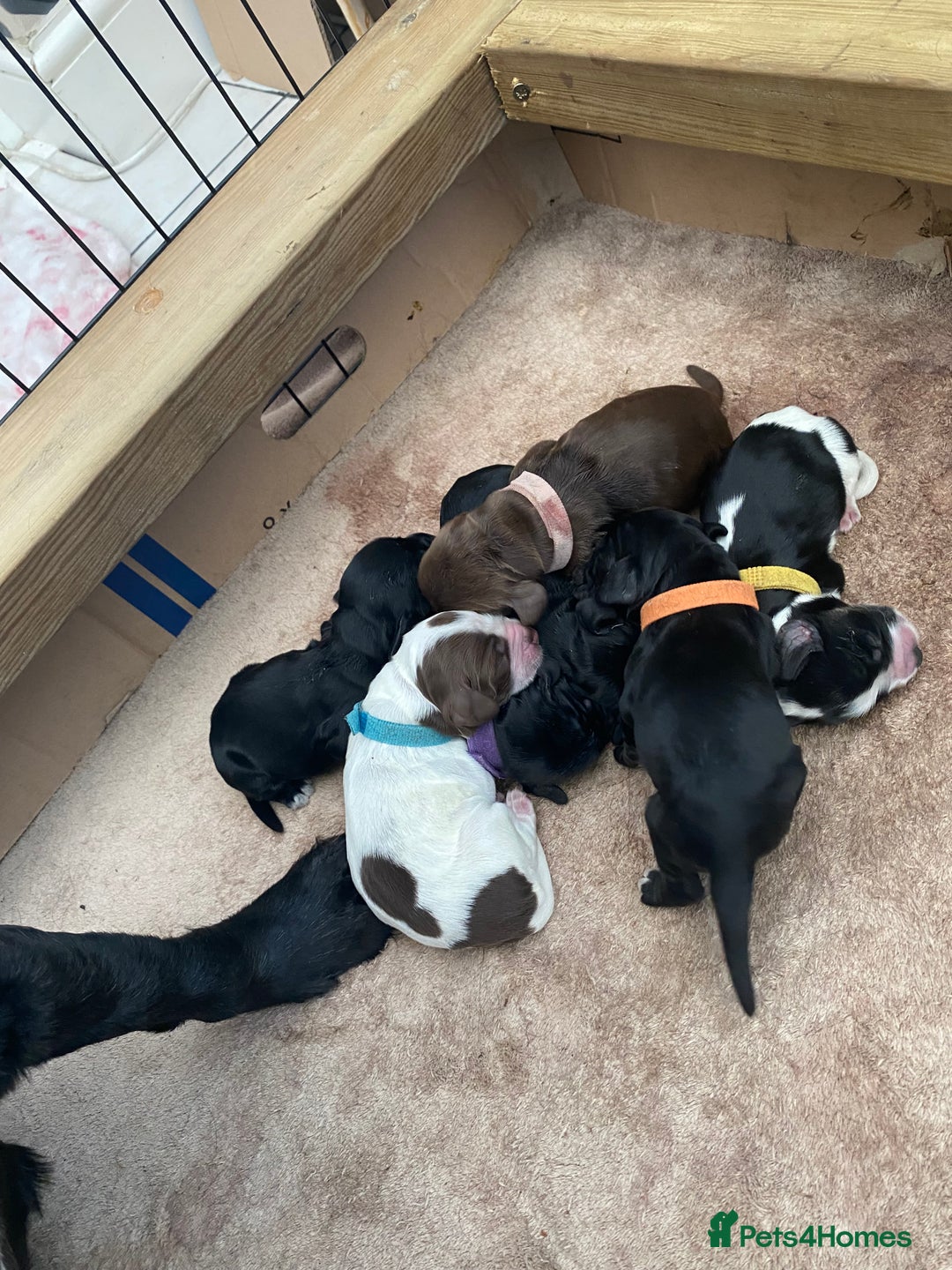 Cocker Spaniel dogs for sale: Cocker spaniels  - Advert 16