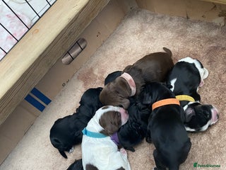 Cocker Spaniel dogs Cocker spaniels - Advert 13