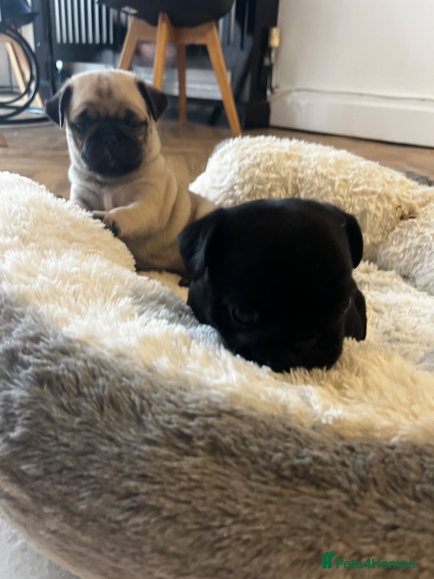 Pug dogs Stunning Pug puppies 1 FAWN GIRL & 1 BLACK MALE - Advert 9