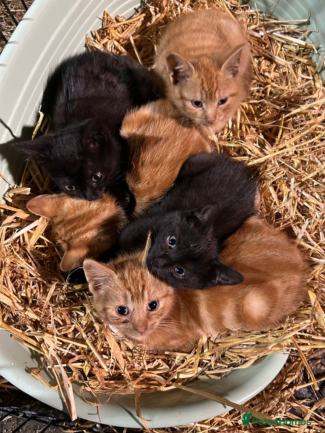 Mixed Breed cats for sale: Mixed litter kittens  - Image 1