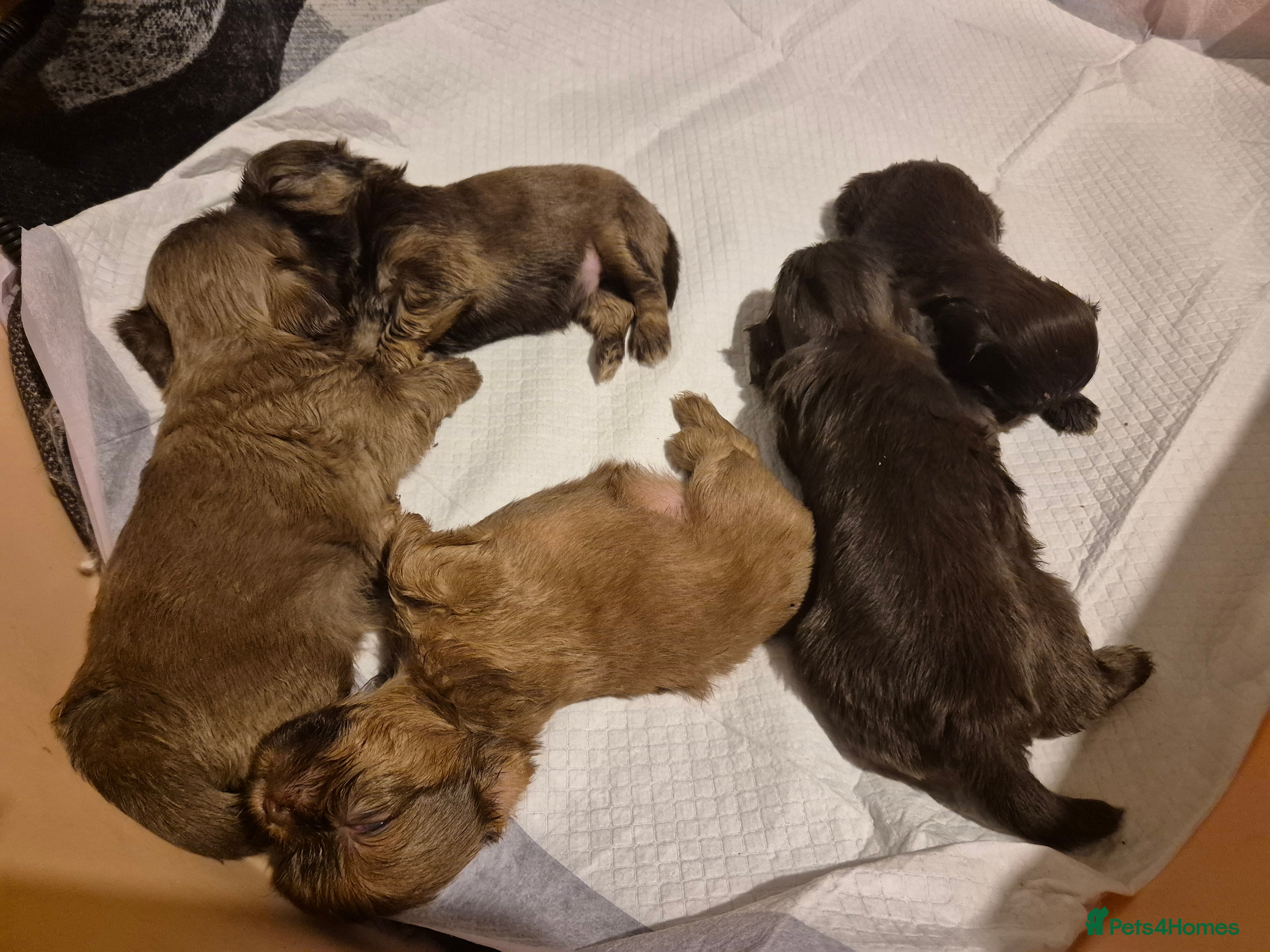 Shih Tzu dogs Beautiful Karashishi Imperial Shih Tzu Puppies  - Advert 4