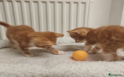 Mixed Breed cats for sale: Lovely kittens ready to reserve. - Image 11