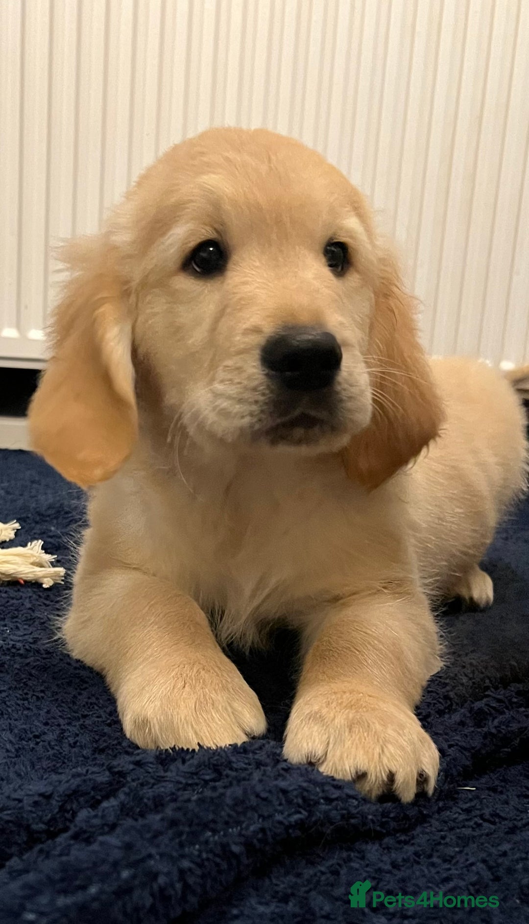 Golden Retriever dogs for sale: Golden retriever puppies - Advert 14