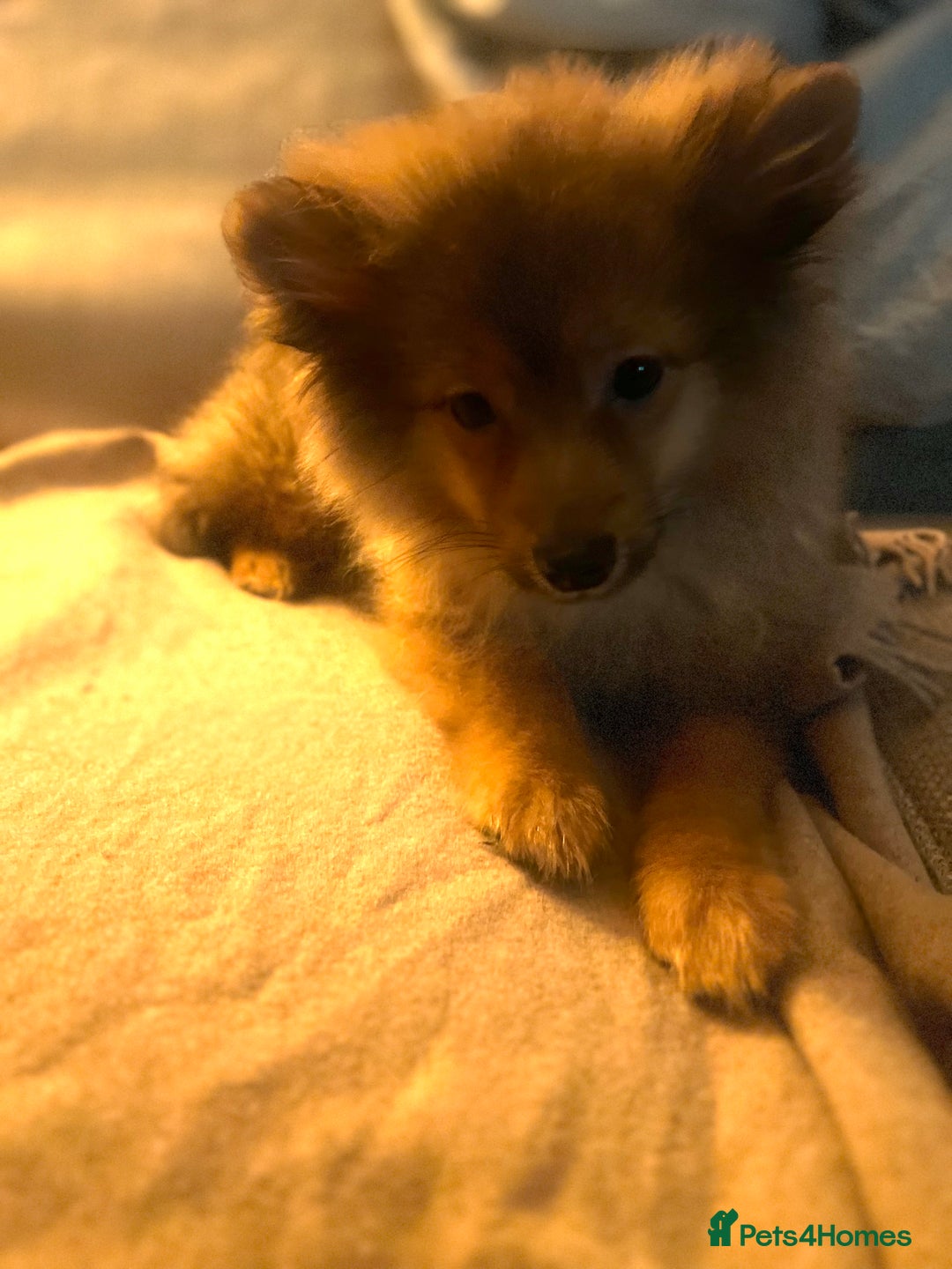 Mixed Breed dogs for sale: Forever Home Wanted  - Advert 7