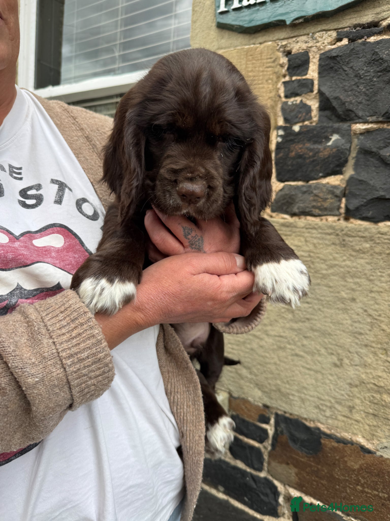 Mixed Breed dogs Absolutely stunning litter of F1 “Clockers”  - Advert 1