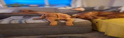 Hungarian Vizsla dogs for sale: Hungarian Vizsla puppies 1 girl and 1 boy - Advert 14