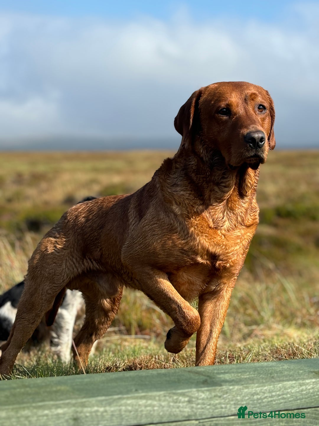 Labrador Retriever dogs for stud: Fox red labrador for stud- Fully health tested in Leyburn - Advert 14