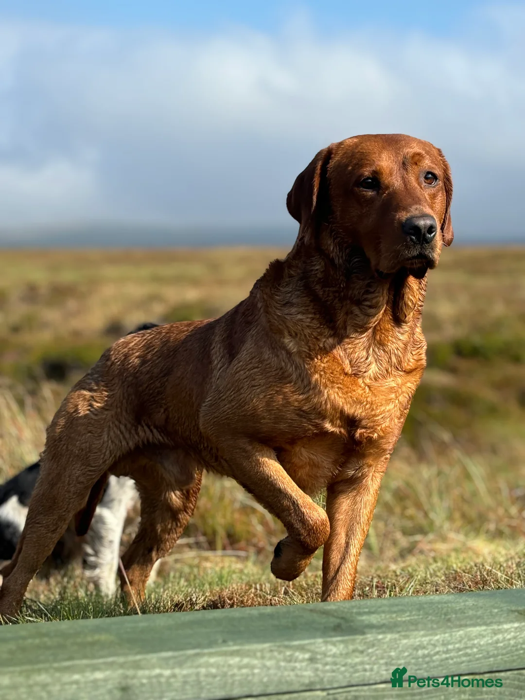 Labrador Retriever dogs for stud: Fox red labrador for stud- Fully health tested in Leyburn - Advert 14