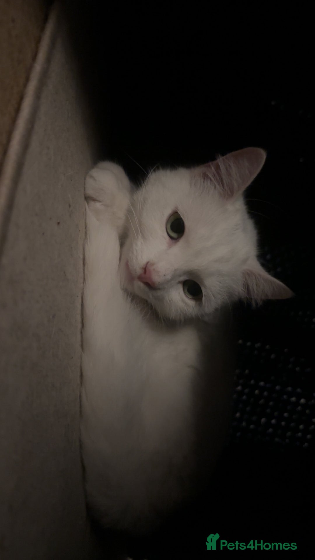 Mixed Breed cats for sale: 2 white female cats - Advert 5