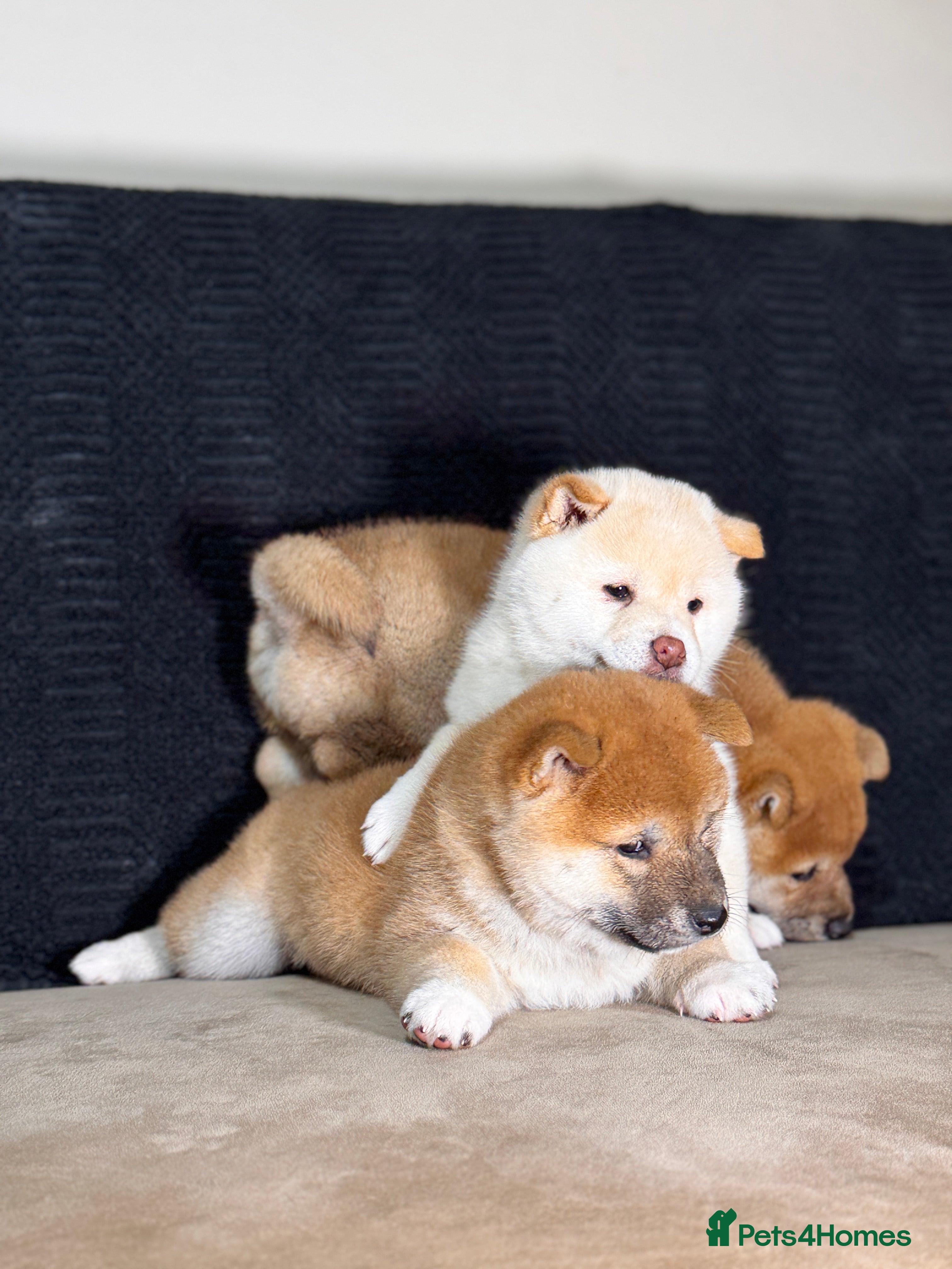 Japanese Shiba Inu dogs Shiba Inu Puppies  - Advert 1