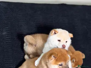 Japanese Shiba Inu dogs Shiba Inu Puppies - Advert 1