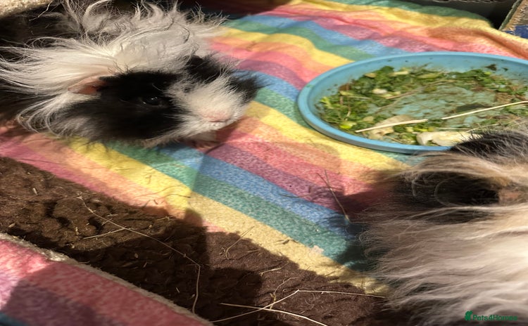 Guinea Pig rodents - Advert 6