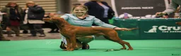 Hungarian Vizsla dogs for sale: CH SHOW & FIELD TRIAL Sired Puppy Waiting List  - Advert 9