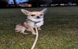 Chihuahua dogs for sale: boy 8 mont - Image 9