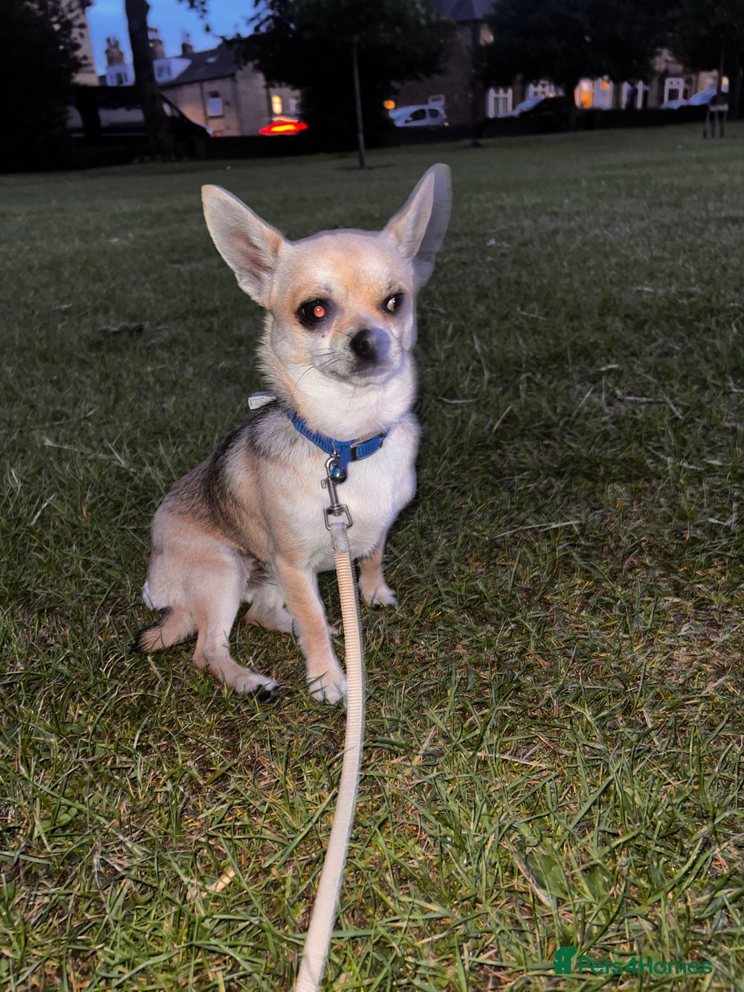 Chihuahua dogs for sale: boy 8 mont - Image 9