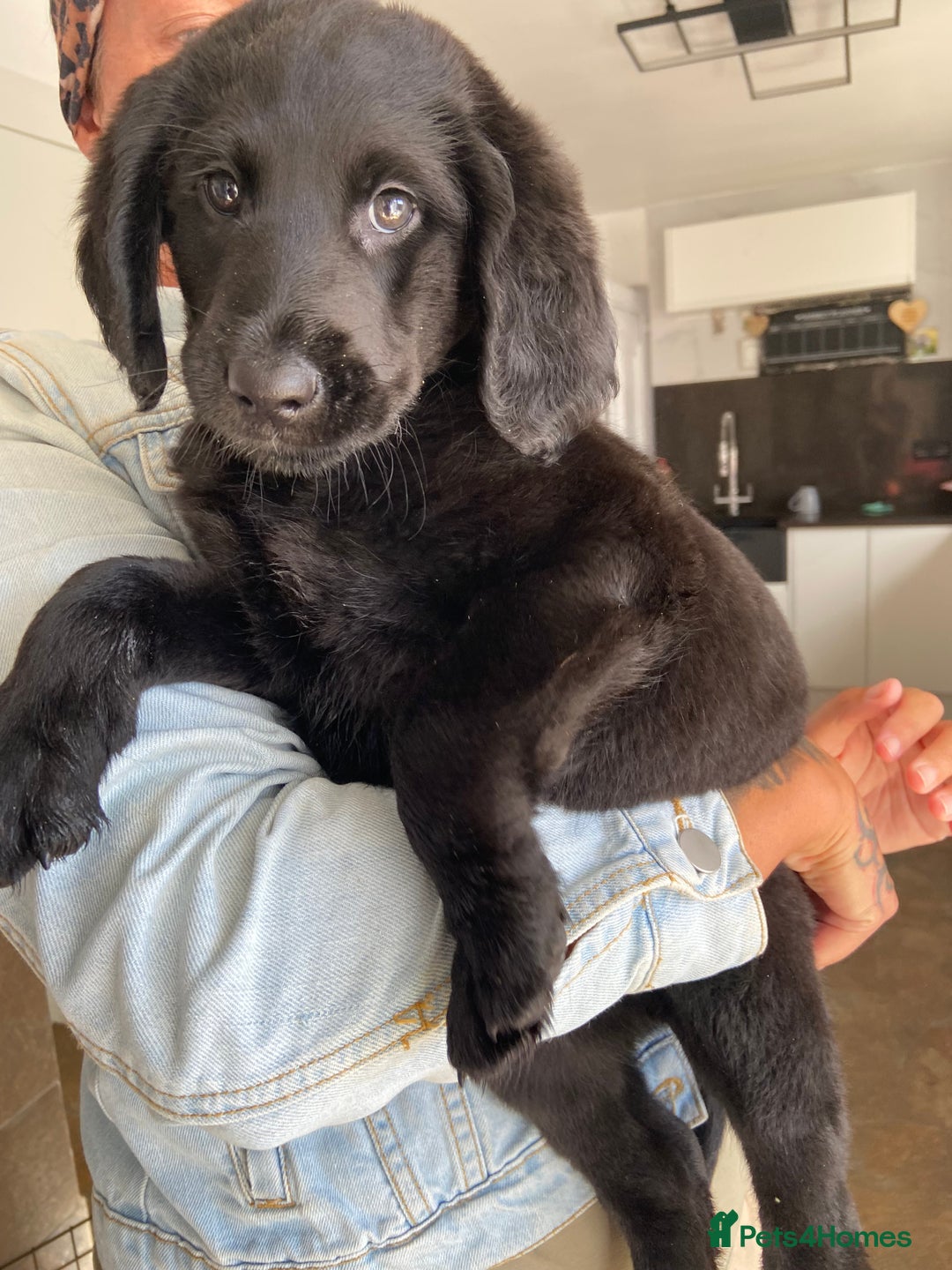Labradoodle dogs for sale: F1 labradoodles  - Image 7