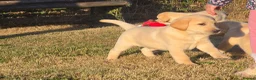 Labrador Retriever dogs for sale: Chunky Labrador Puppies - Advert 4